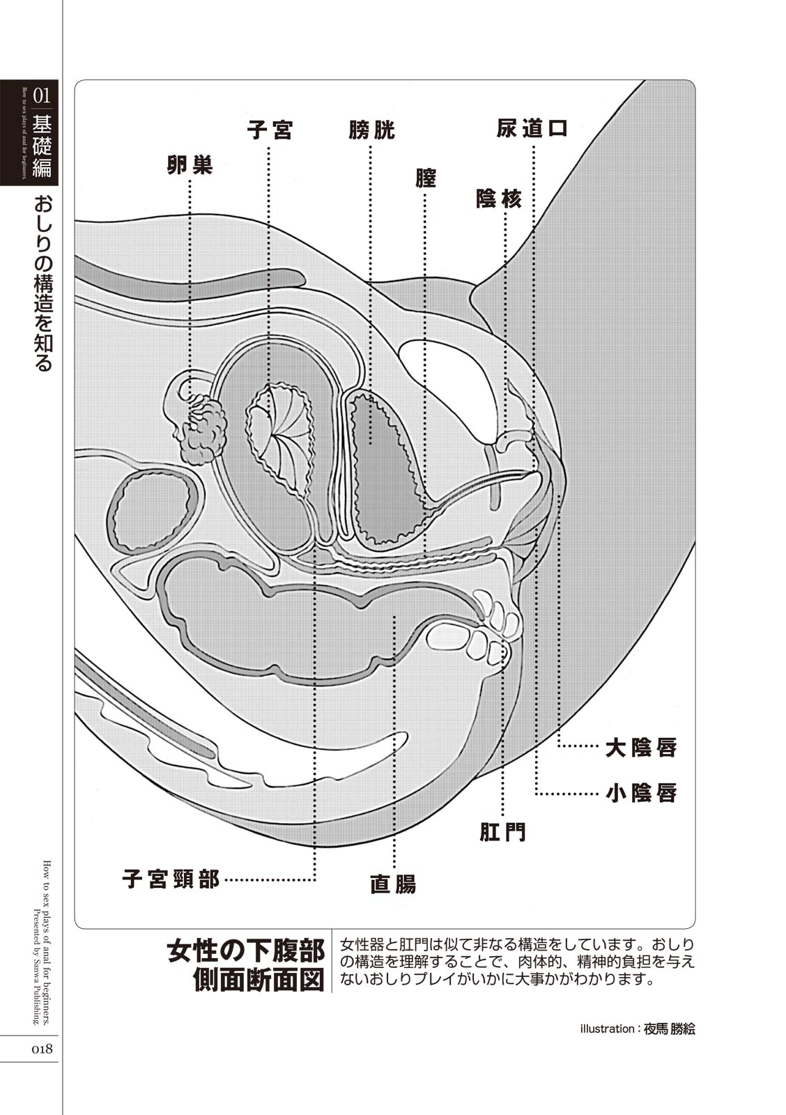 いますぐデキる 図説おしりエッチマニュアル - Page 20