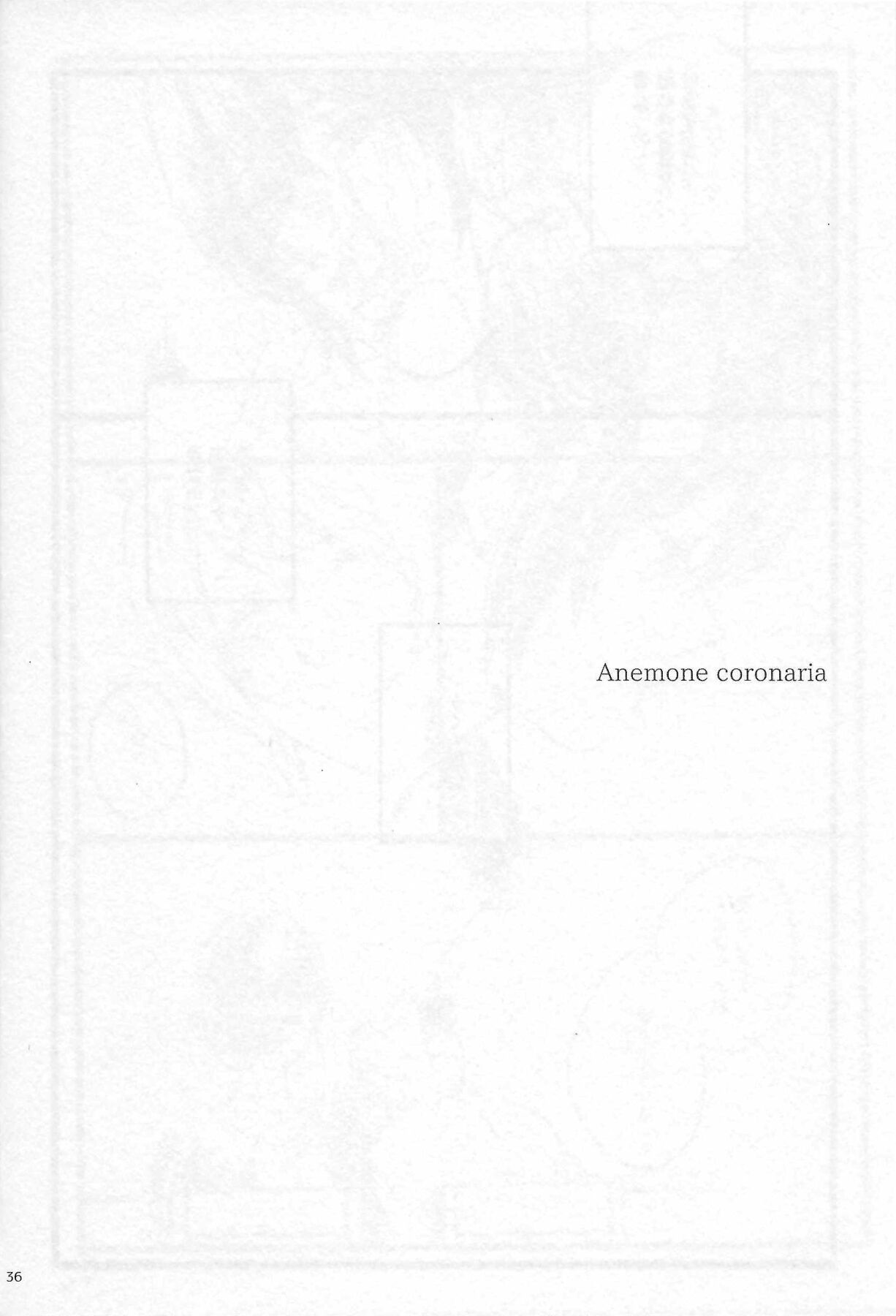Anemone coronaria - Page 35